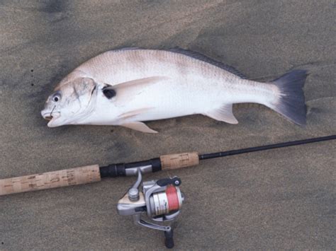 surf fishing|Taking Winter Surf Fishing By Storm .